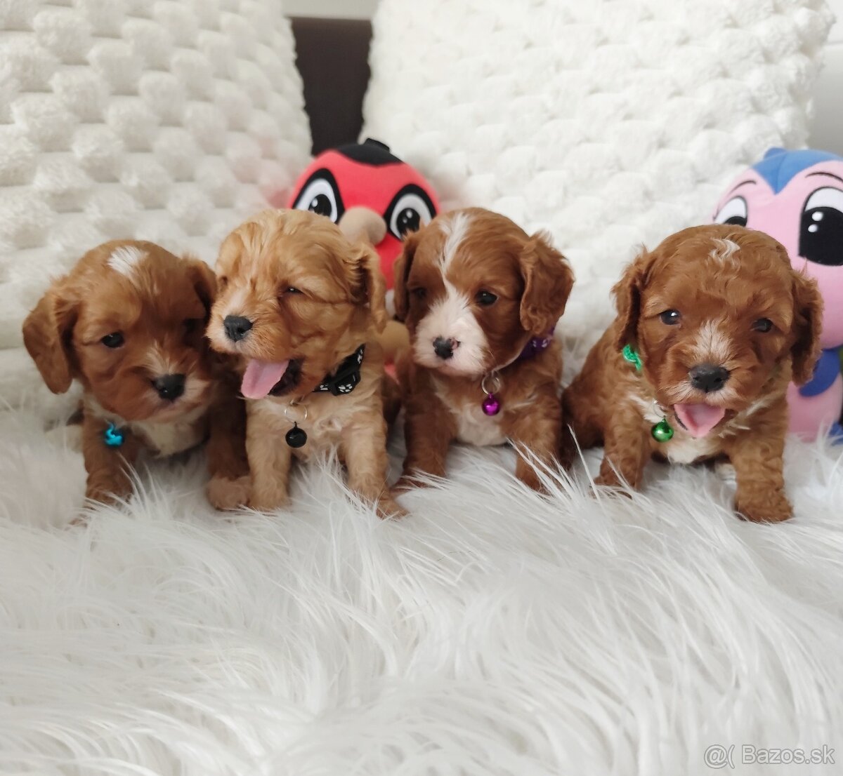 Cavapoo - 8