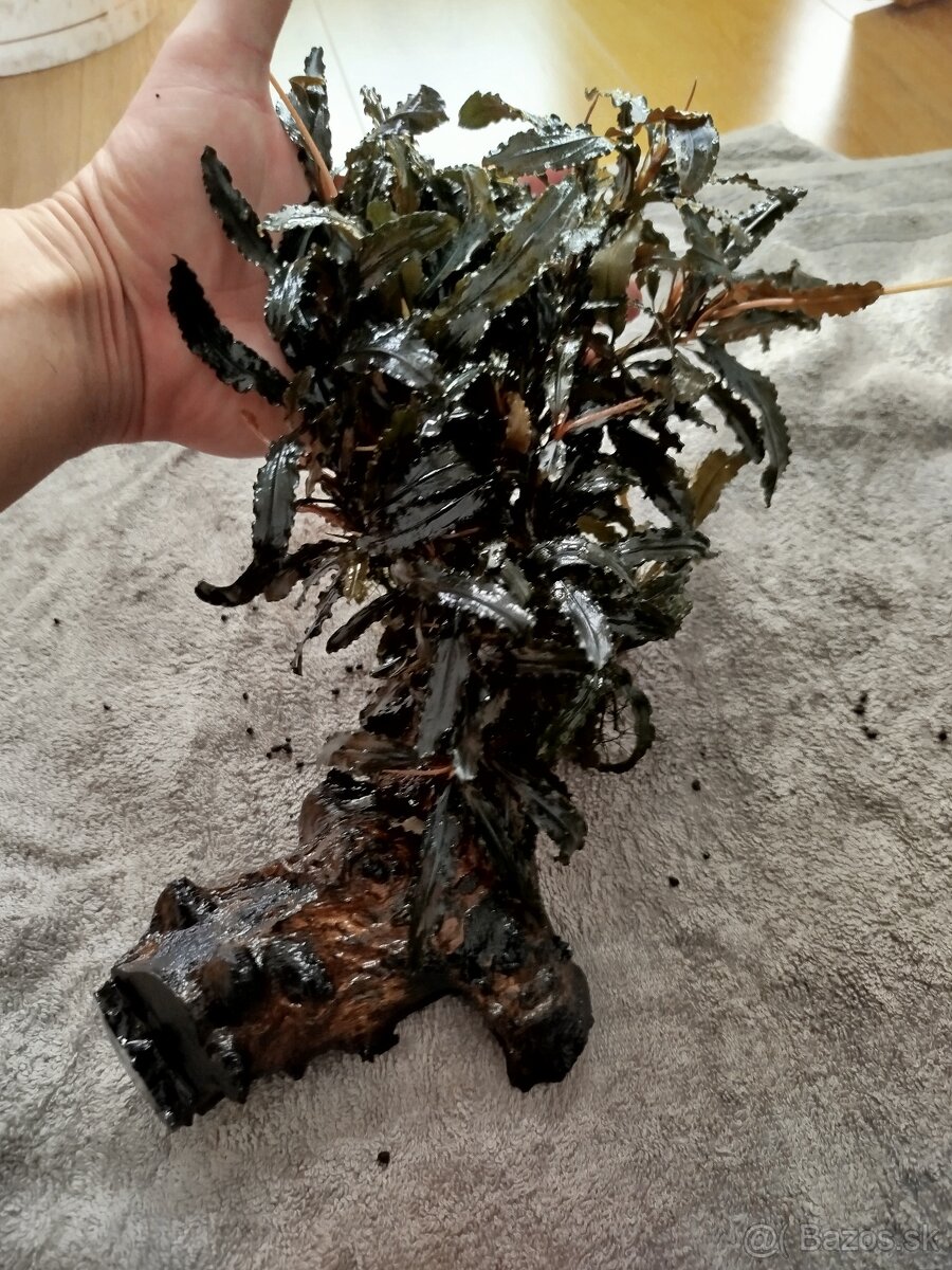 Predam rastlinky Bucephalandra - 8
