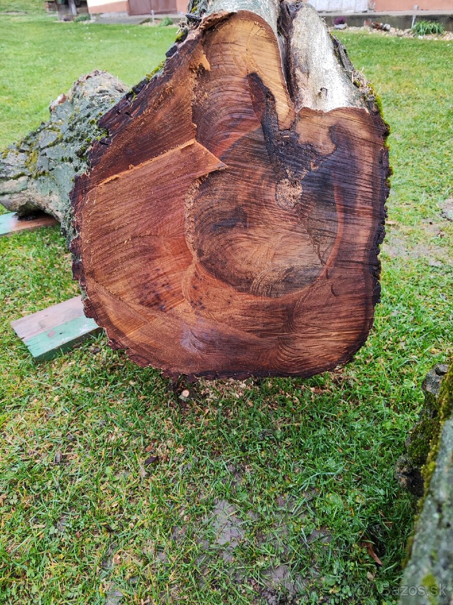 Predám kmene z čerstvo spíleneho stromu - 8