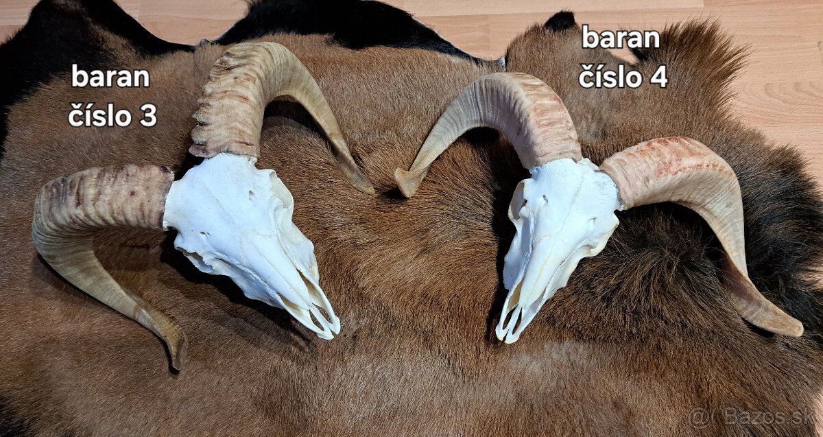 Trofeje, baran - 8