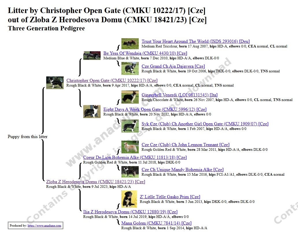 Šteňatá s PP - Border kólia / kolia - již k odběru - 8