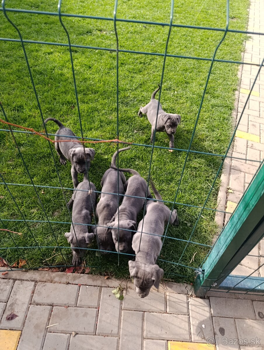 Cane corso modré šteniatka - 8