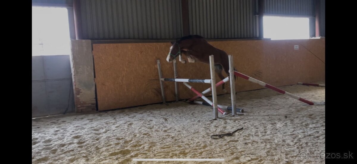 mladý valach po Chacoon Blue - 8