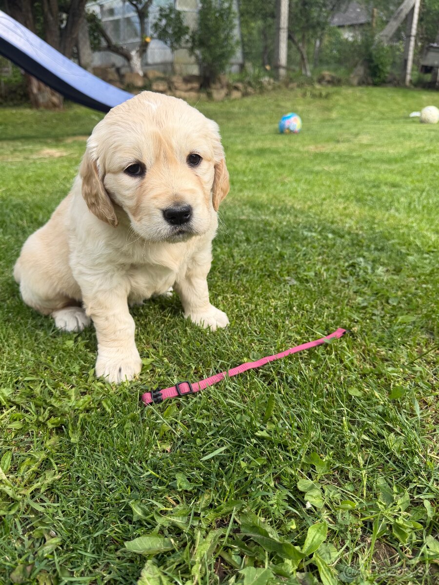 Zlatý retriever - 8