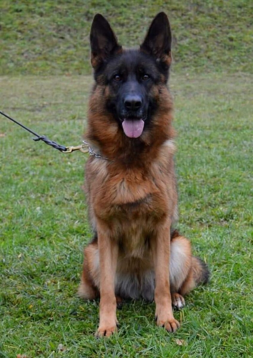 Nemecký ovčiak šteniatka - 8