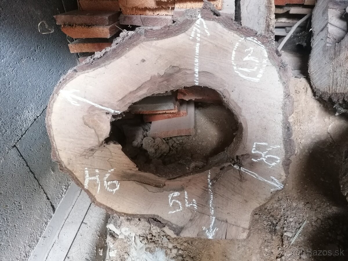 Orech - priečny rez - 8