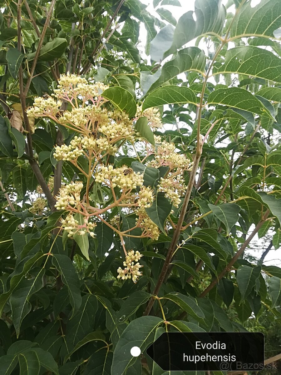 Evódia - 8
