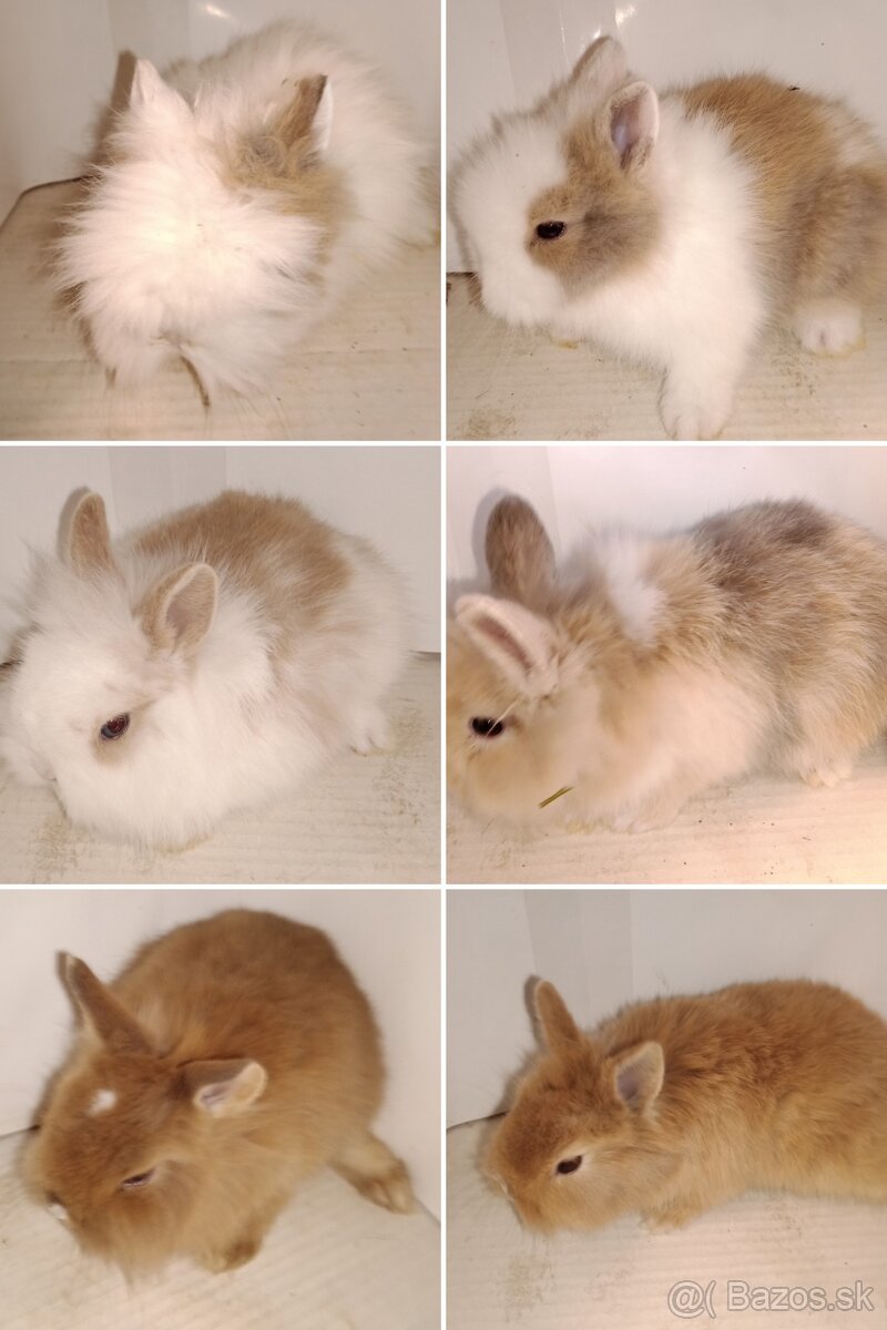 Zdrobnelý zakrslý králik - 8