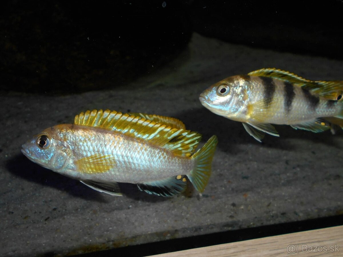 Africké cichlidy Malawi. - 8