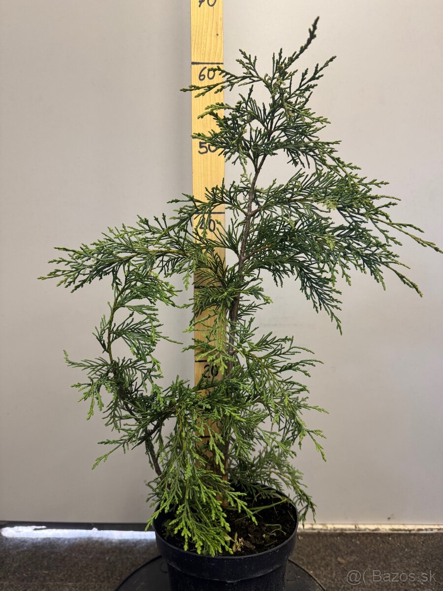 Cervienka Vavrinivec - 8