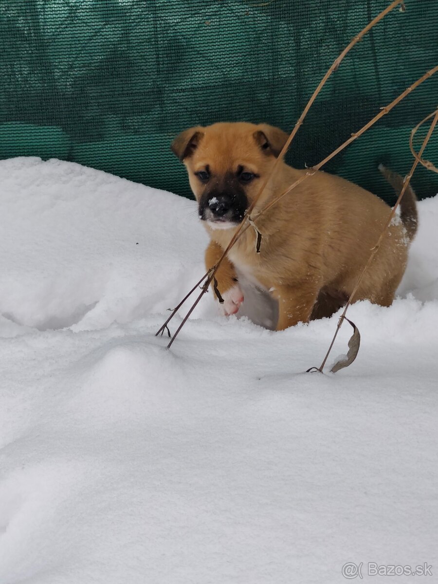 Darujem šteniatka - 8