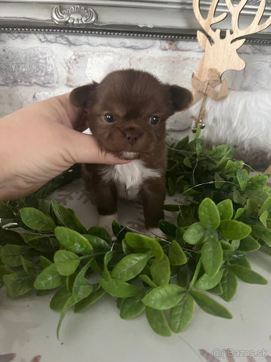 Čivava s PP FCI - 8