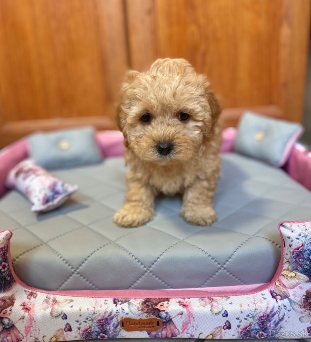 Maltipoo boys male - 8