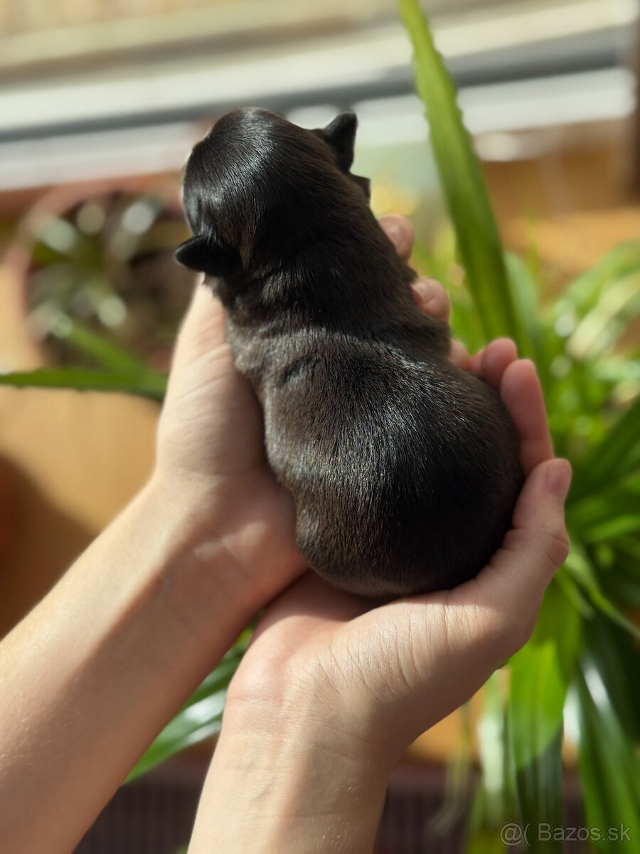 Havanský psík s PP - 8