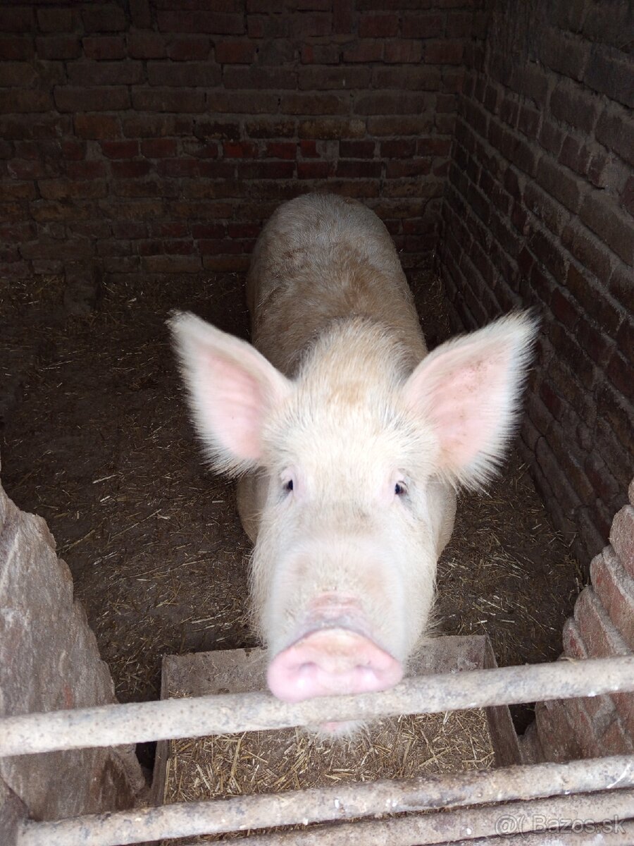 Durok prasa na zabitie 130kg - 8