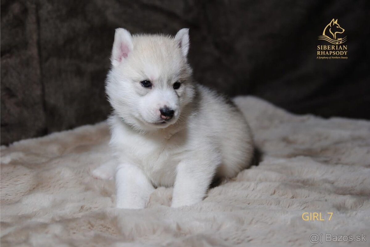 Šteniatka Sibírsky Husky s PP - 8