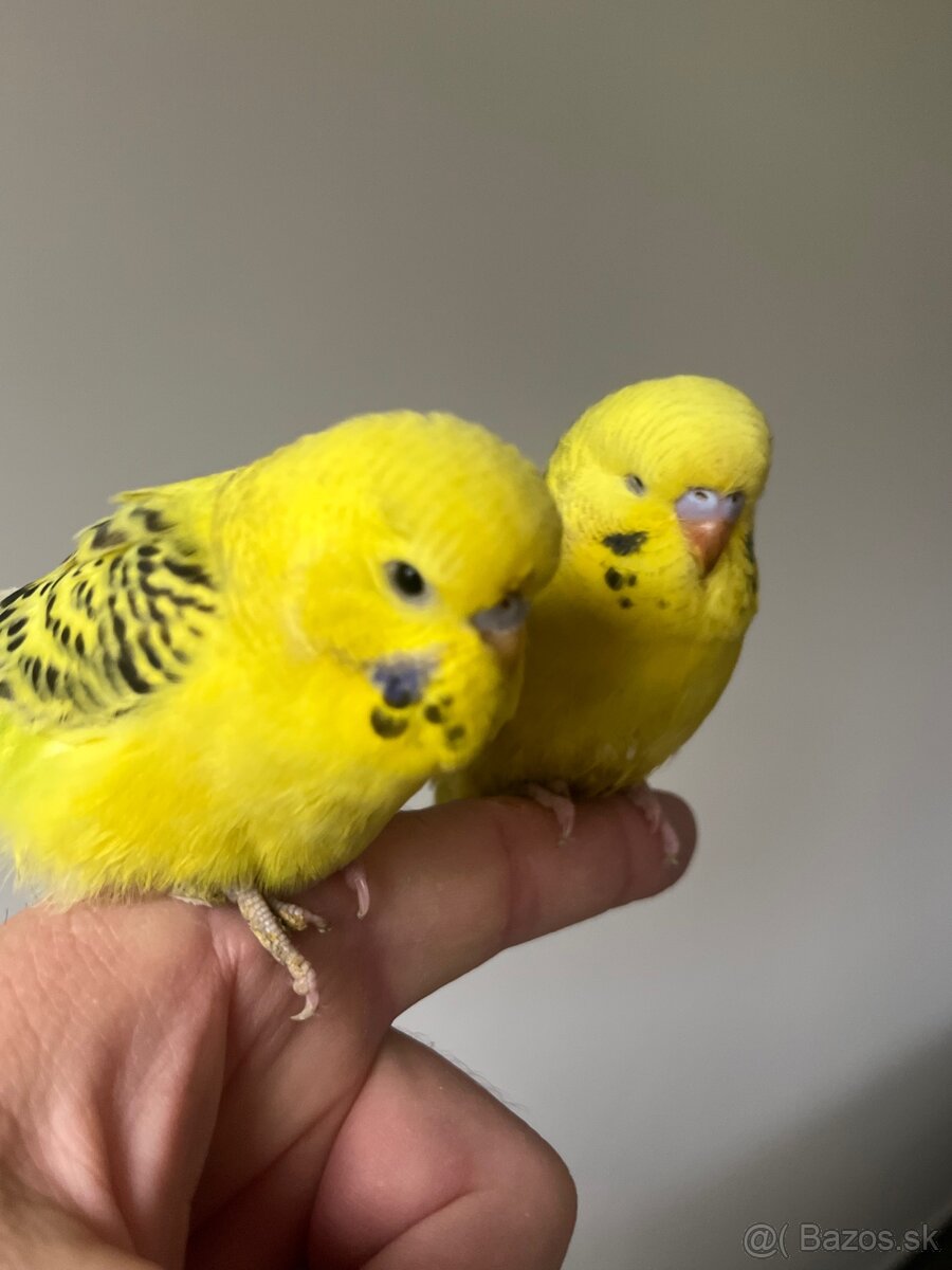 Andulka Maznačik - 8