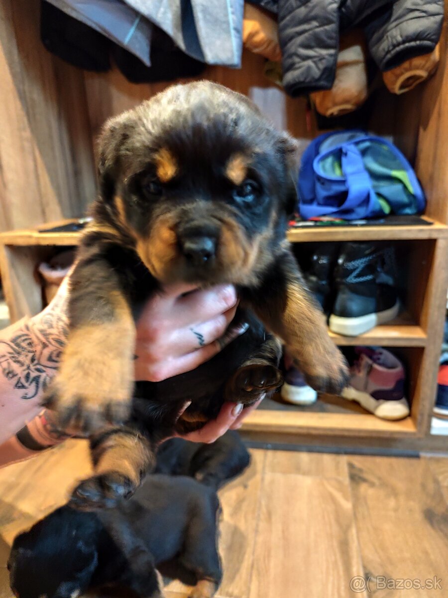 Predám rotvajlera - 8