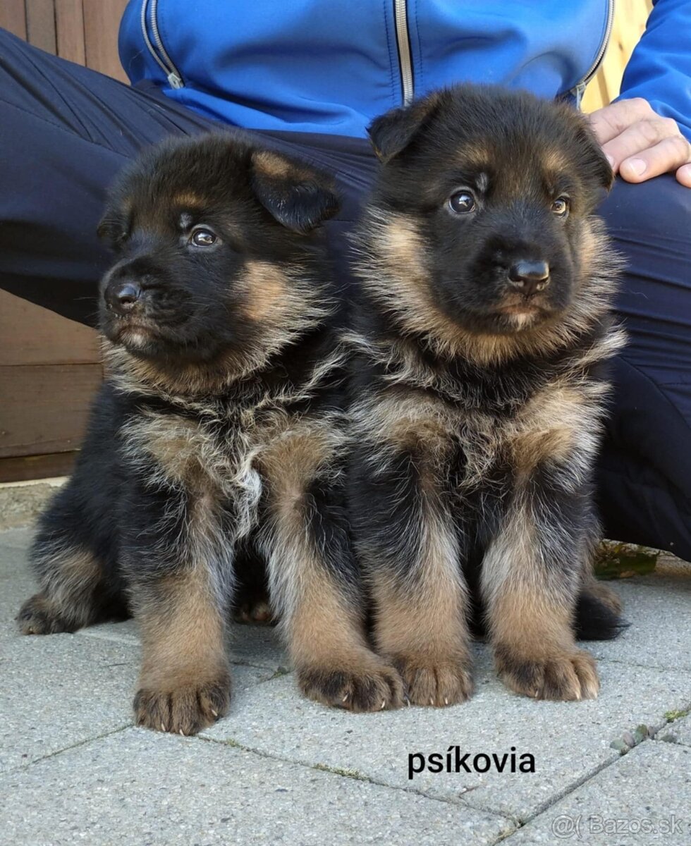 Nemecký ovčiak - 8