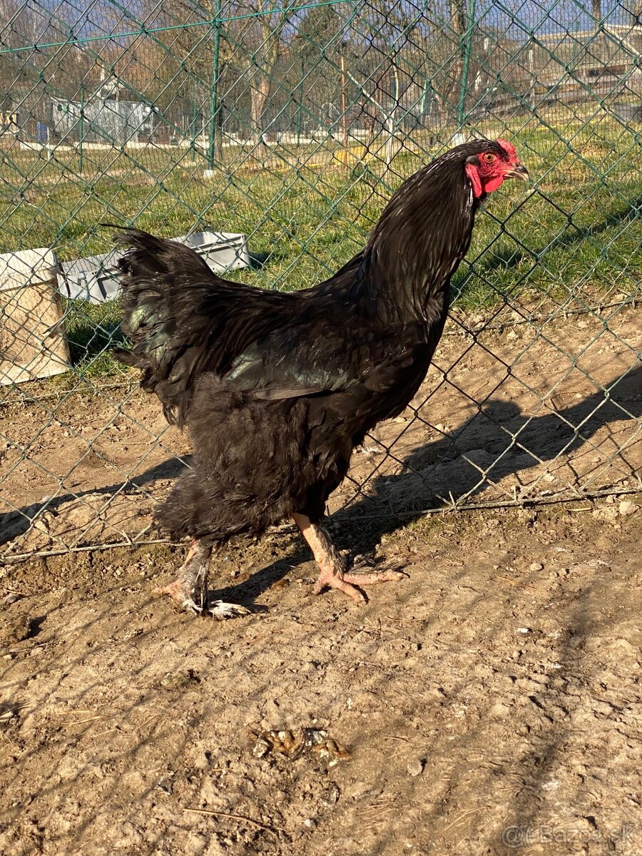 Predám kohútov Brahma veľká - 8