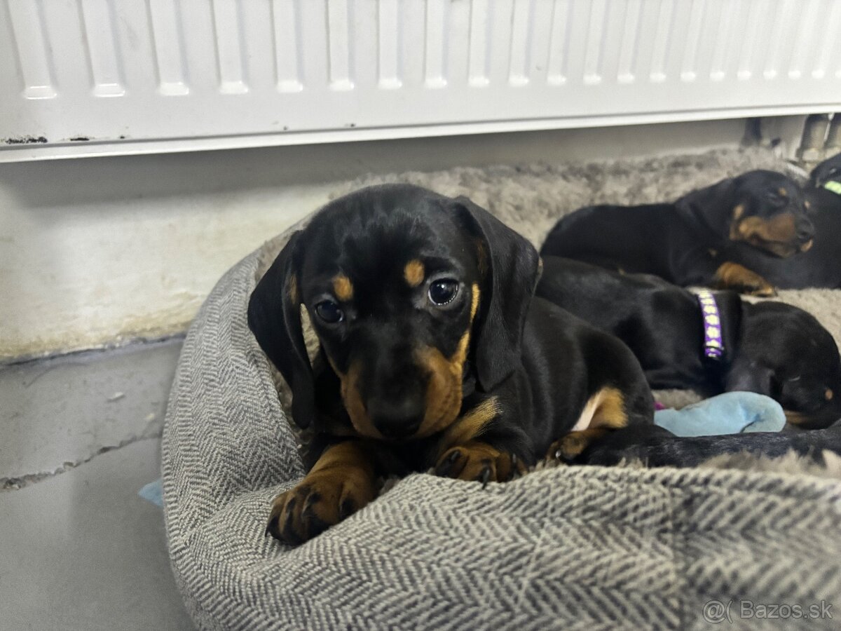 Jazvečík kratkosrstý - 8