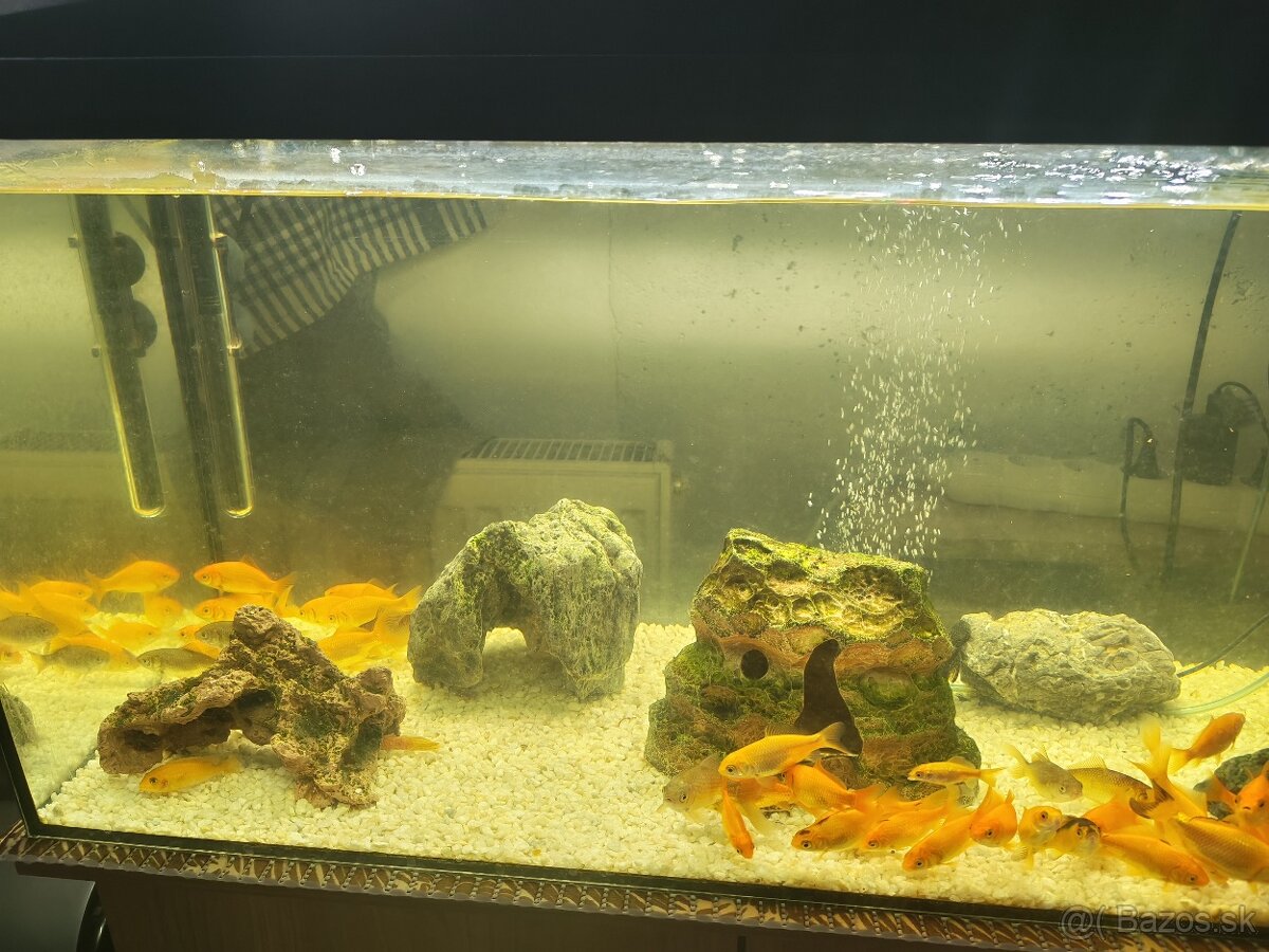 Predám komplet akvárium - 8