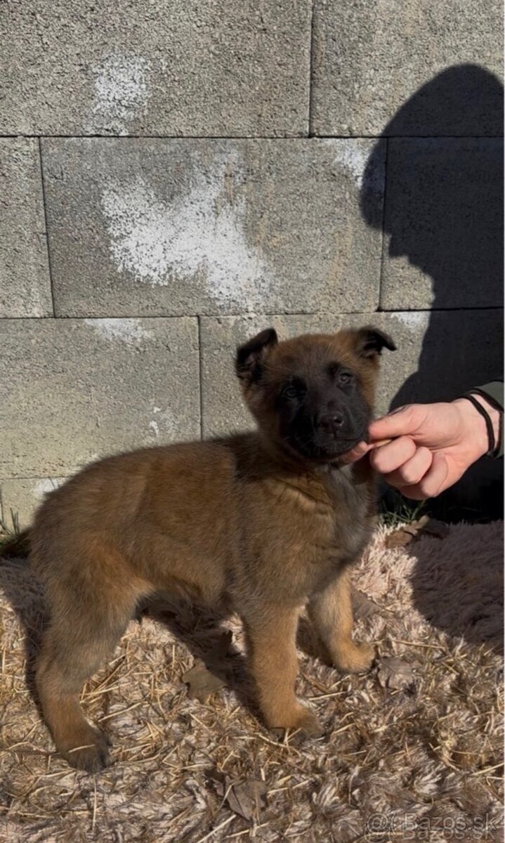 Belgický ovčiak- Malinois - 8