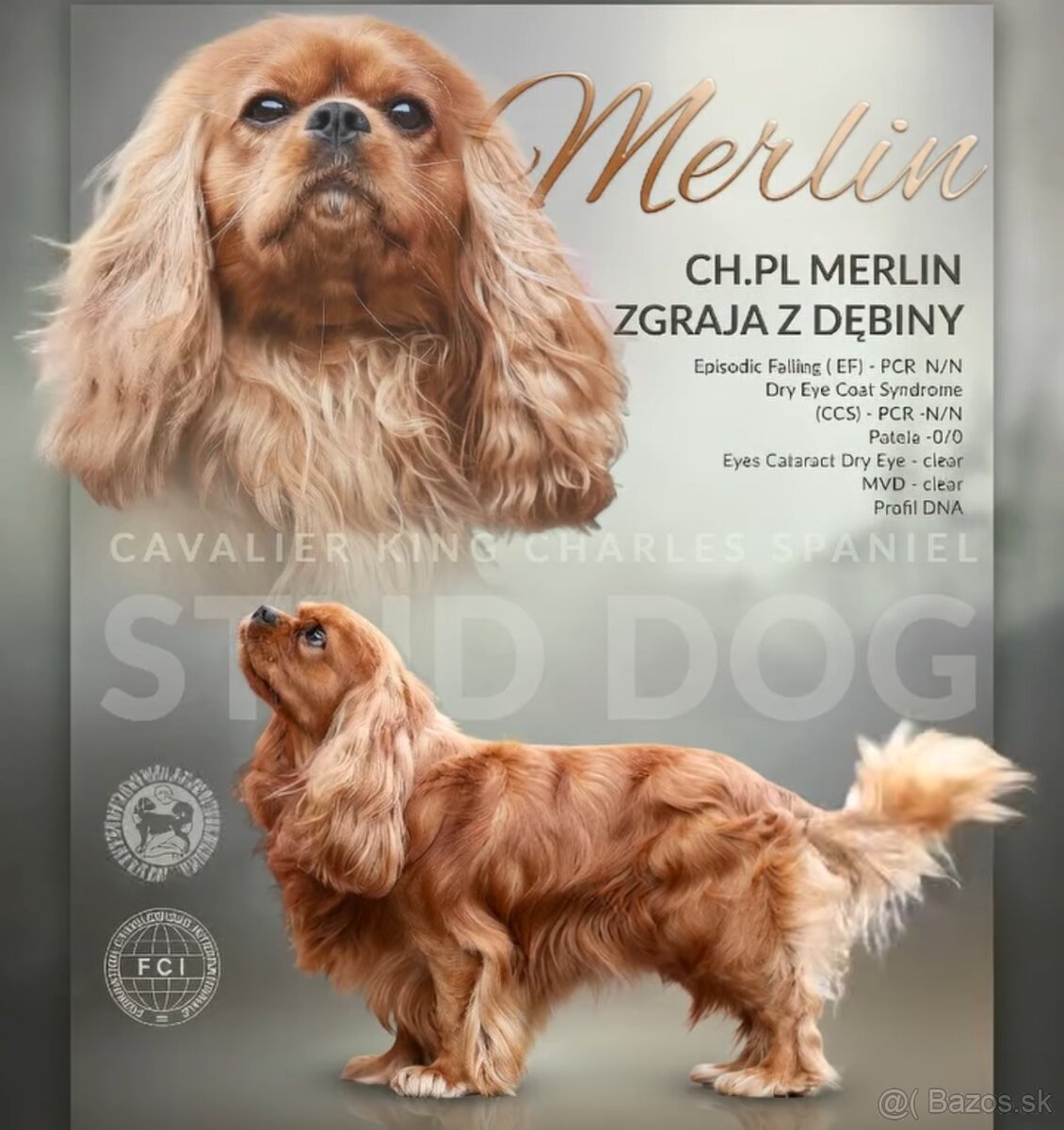 Cavalier King Charles Spaniel - fenka ruby - PP(FCI) - 8