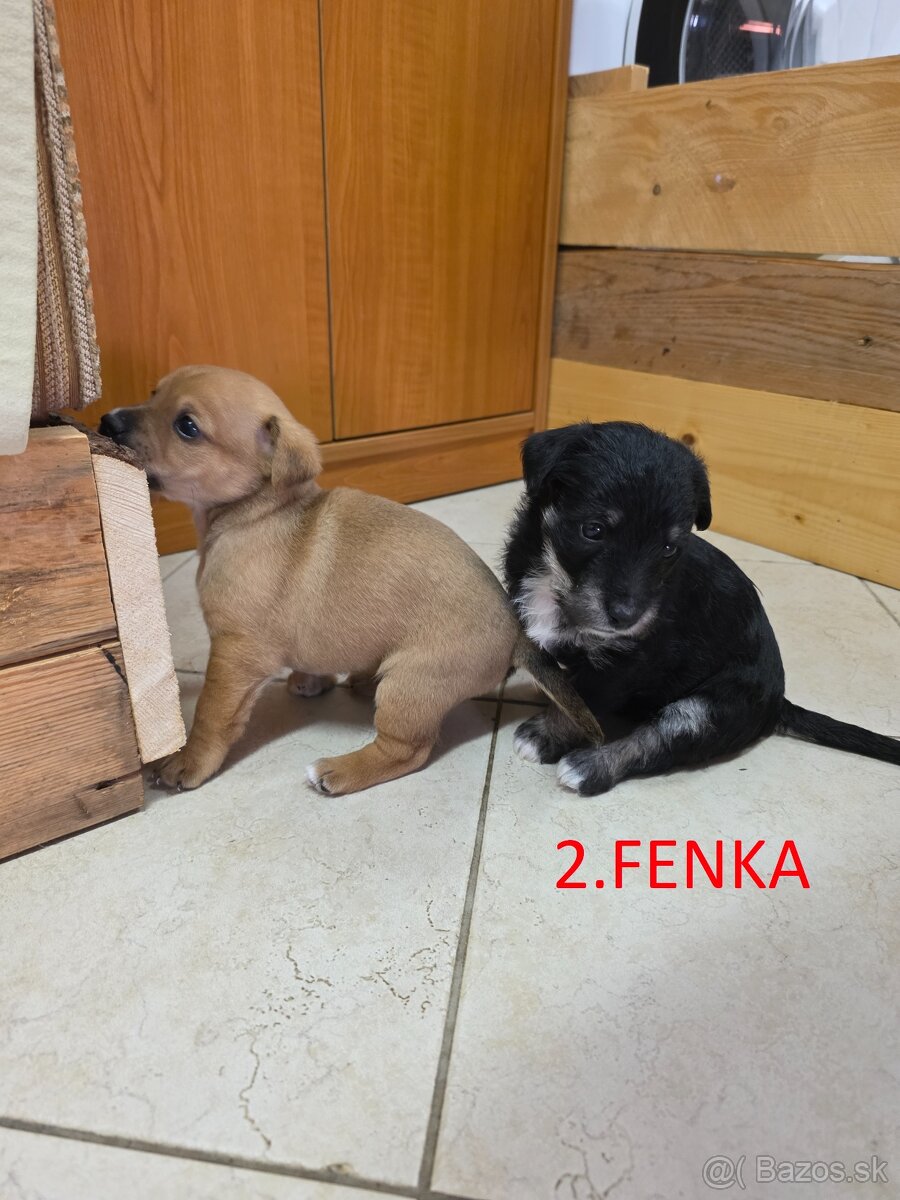 Darujem šteniatka - 8