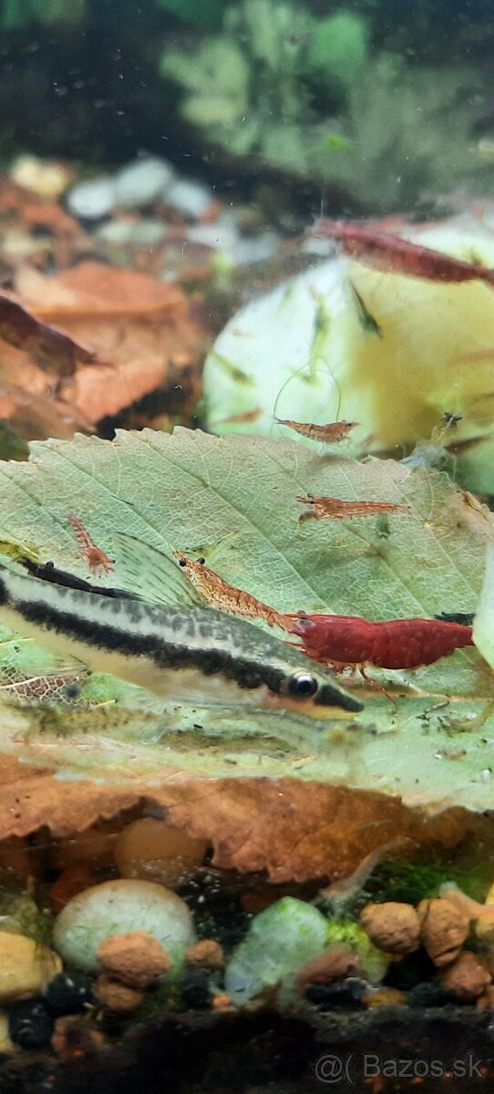 Krevetky cervene,zelené alebo mix.Kreveta - 8