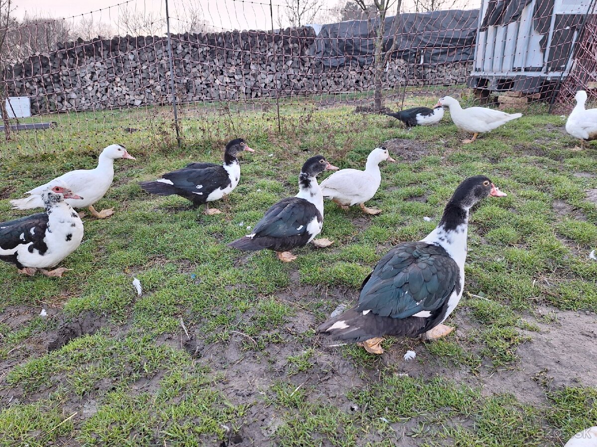 Predám pižmové (čínske) kačice / káčerov - 8