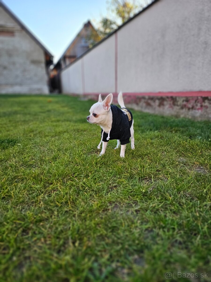 HOLÍČ / BORSKÝ MIKULÁŠ: 🐾 Ponuka na krytie – čivava Jackie - 8