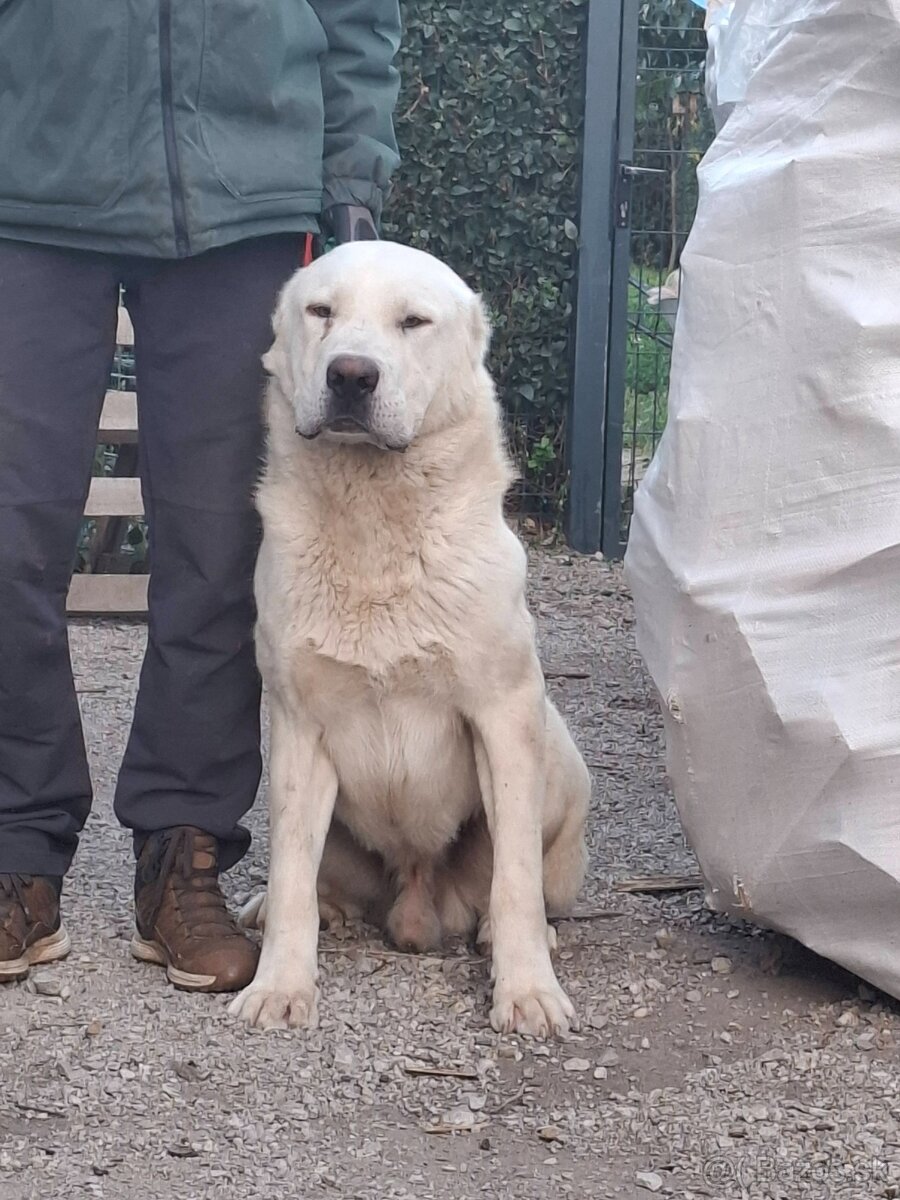 Stredoázijský ovčiak - 8