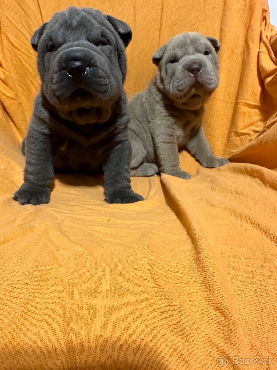 Sharpej, Sharpei, sharpei - 8