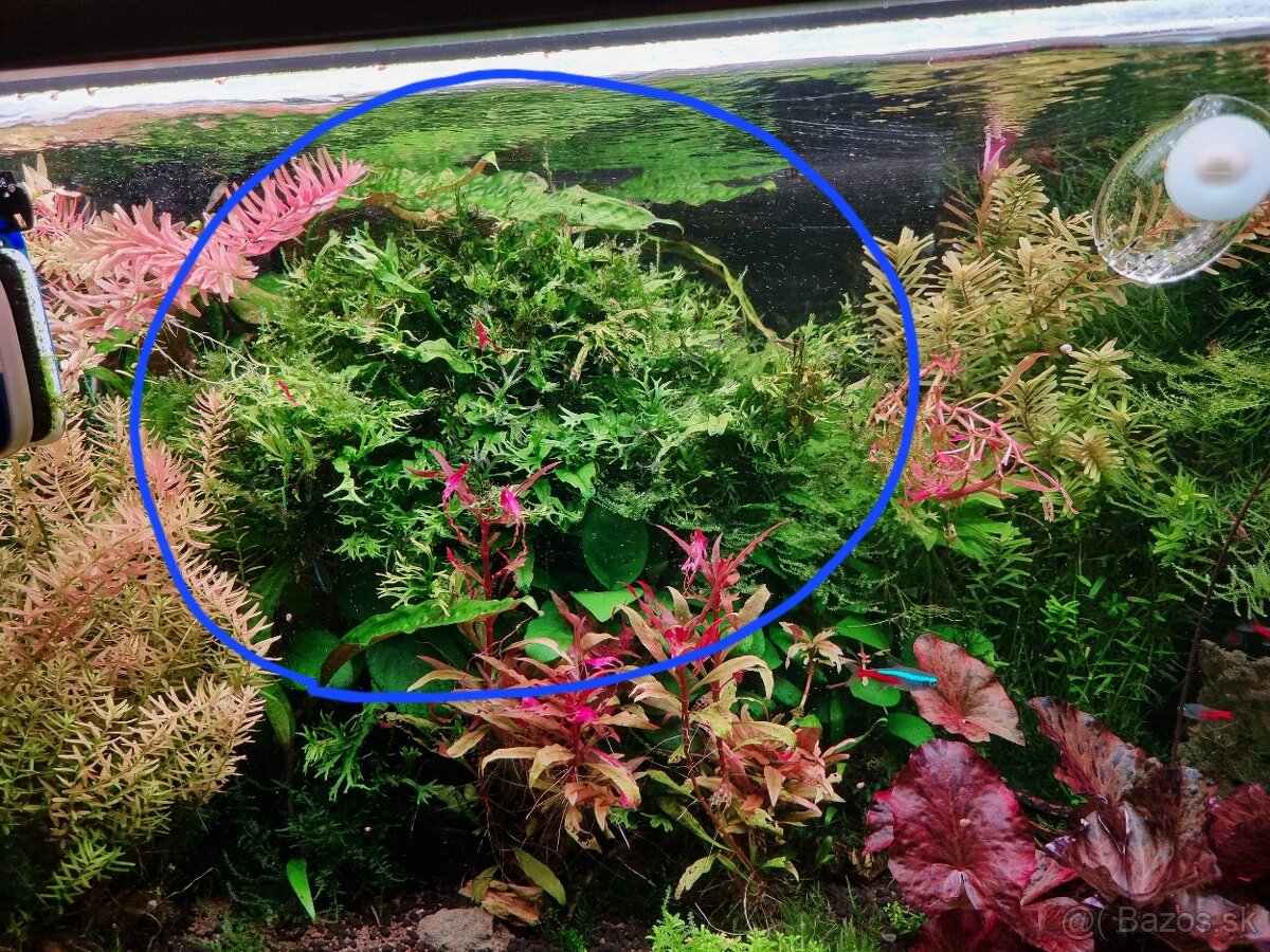 Rastlinky do akvária - 8