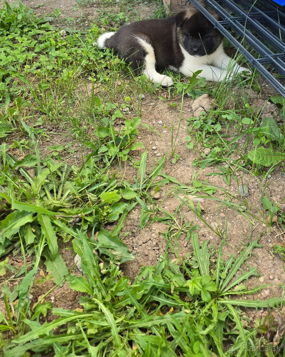 Šteniatka Americká akita - 8