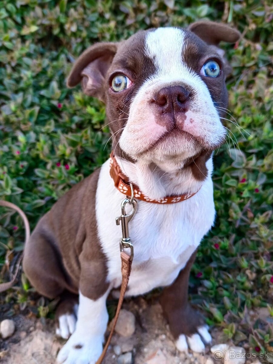 Bostonský teriér, štěňátko s PP - odběr únor 2026 - 8