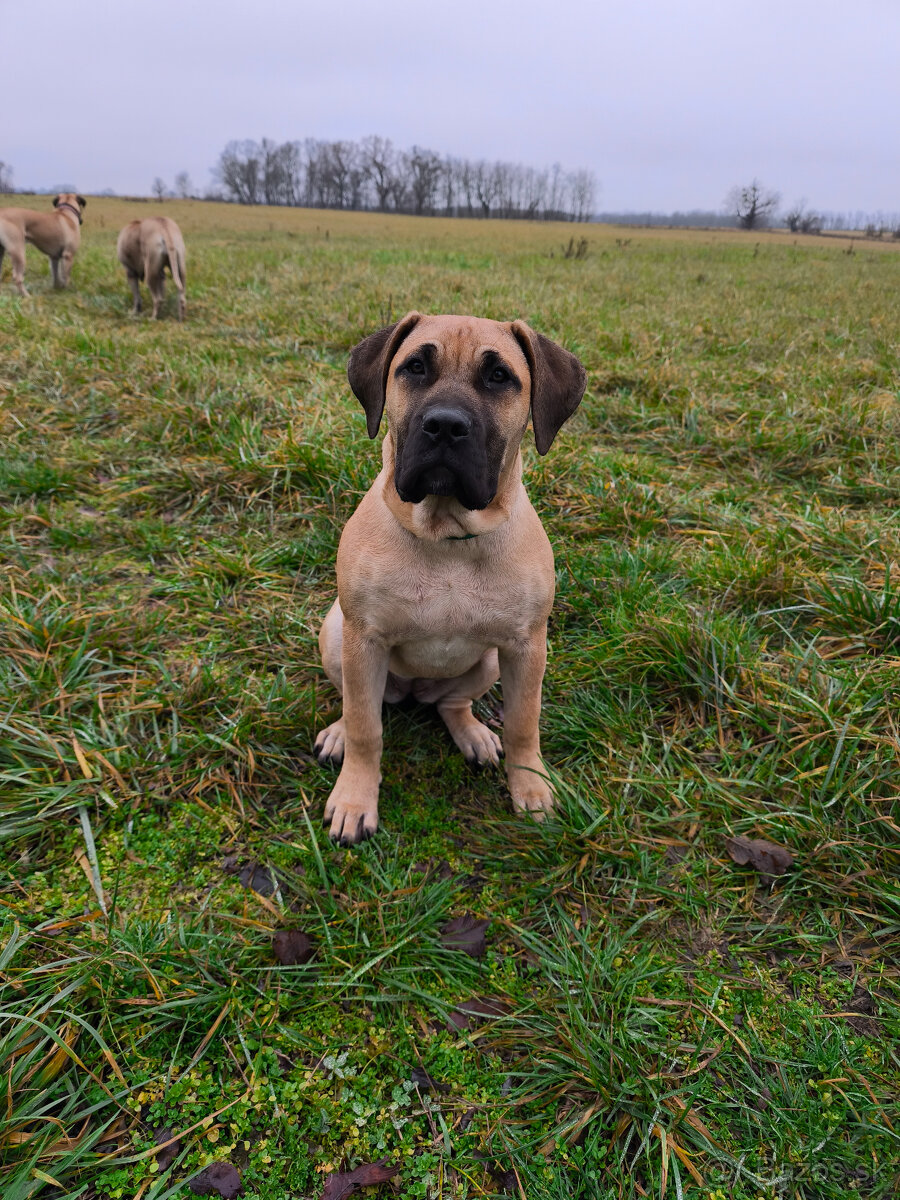 POZOR VYRAZNA ZLAVA Krásna fenecka Kanárska Doga s PP - 8