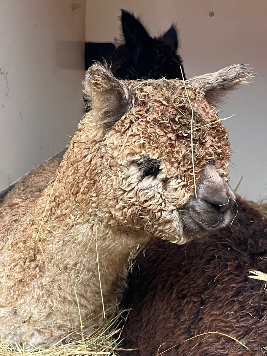 Alpaka samček béžový - 8