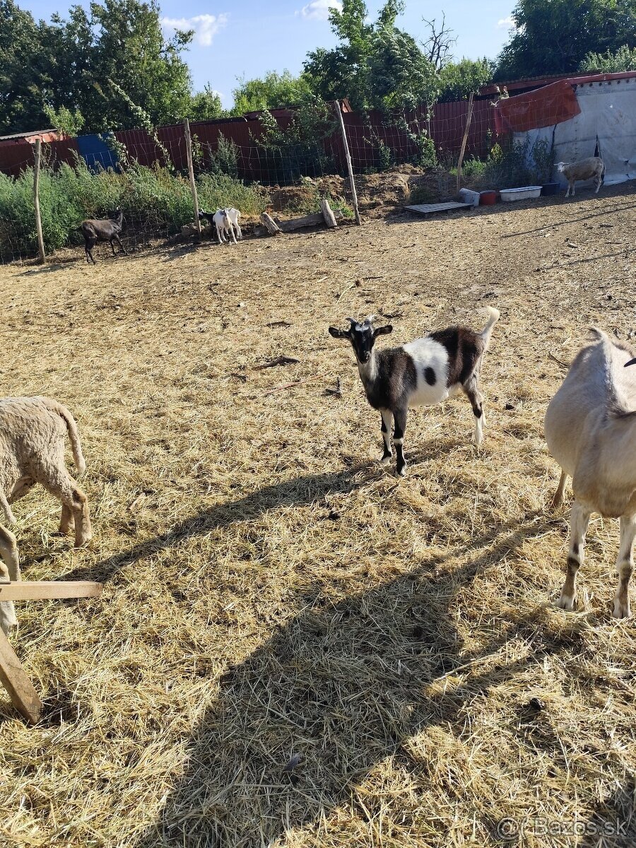 Predám ovce a kozičky - 8