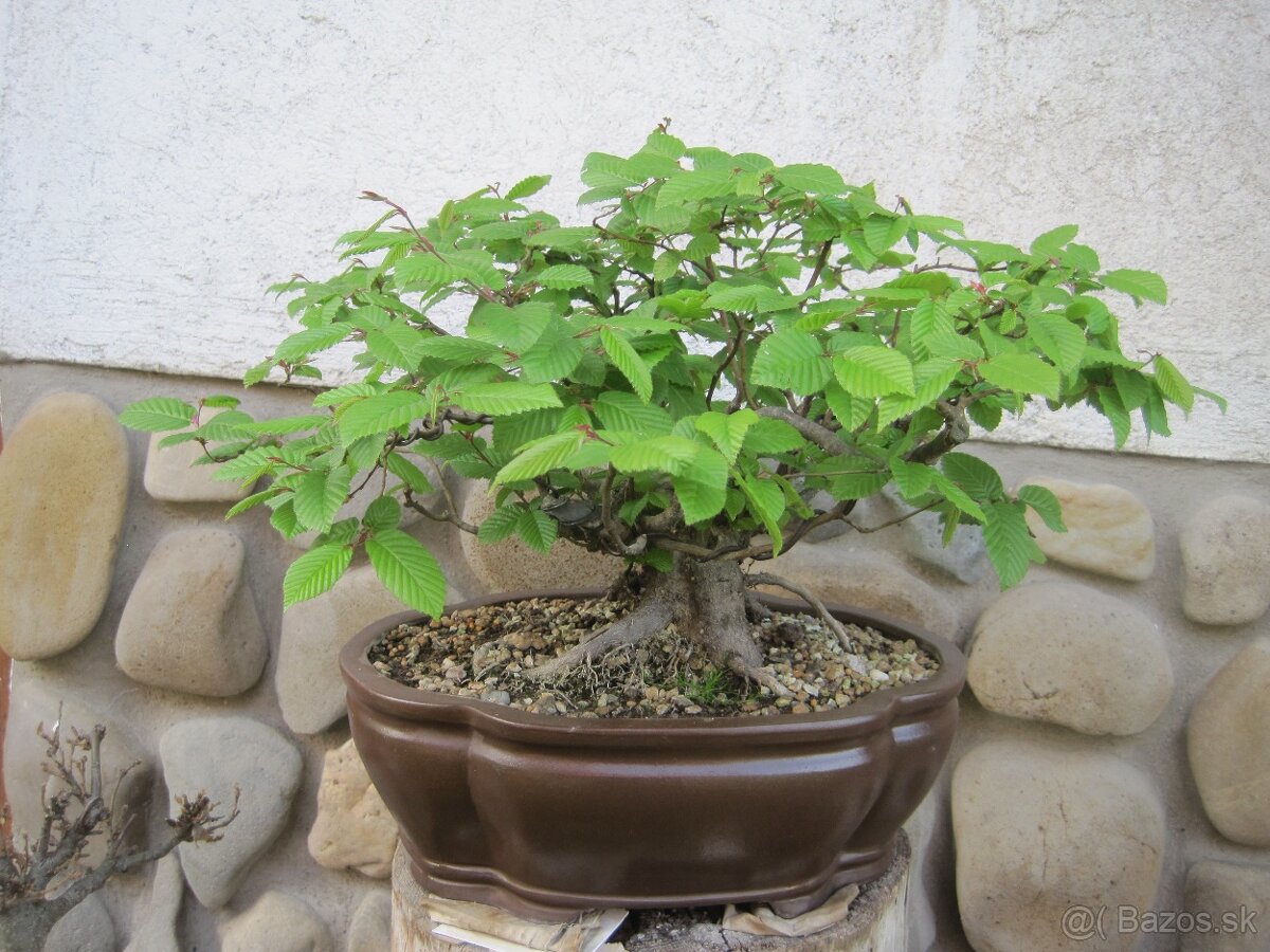 bonsai,bonsaj-hrab 9 - 8