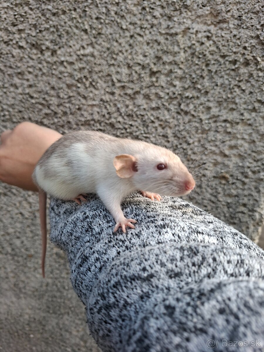 Predám potkanika Dumbo - 8