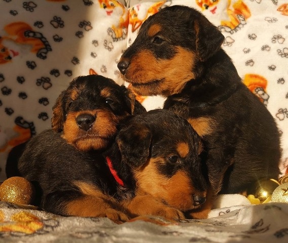 Airedale teriér / Erdelterier - šteniatka s PP - 8