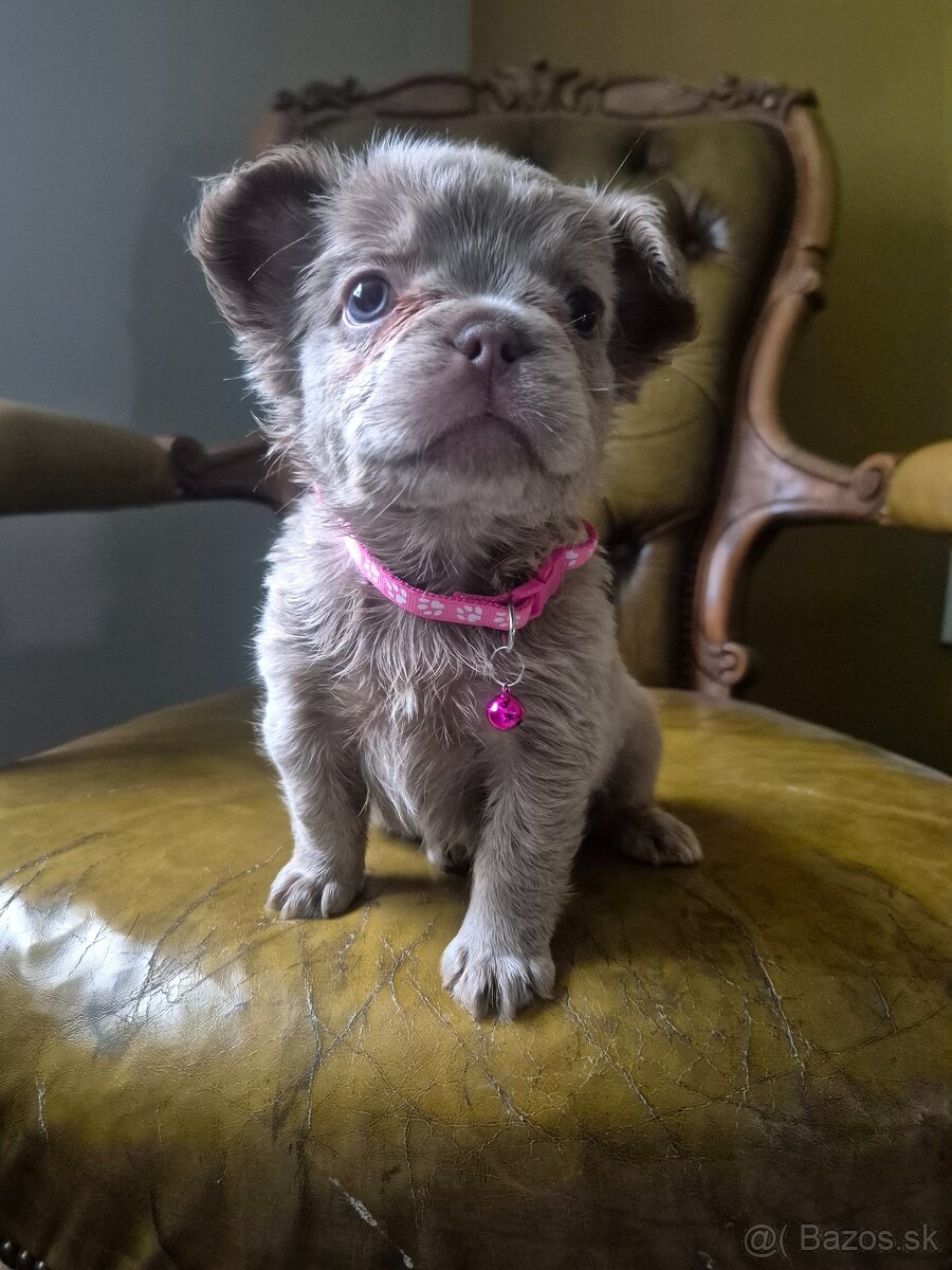 Francúzsky buldoček s PP fluffy - 8