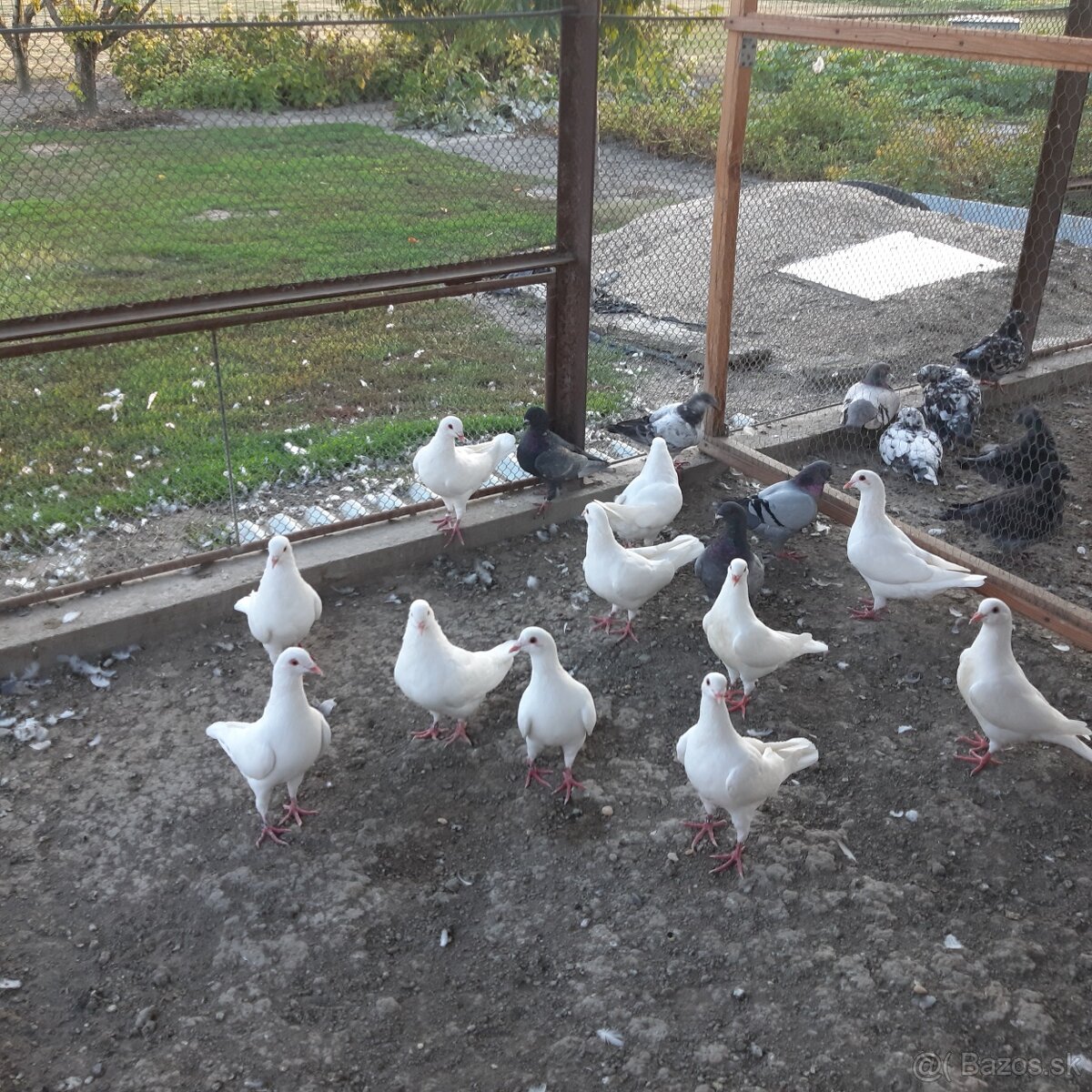 Homer gigant a hubbel - 8