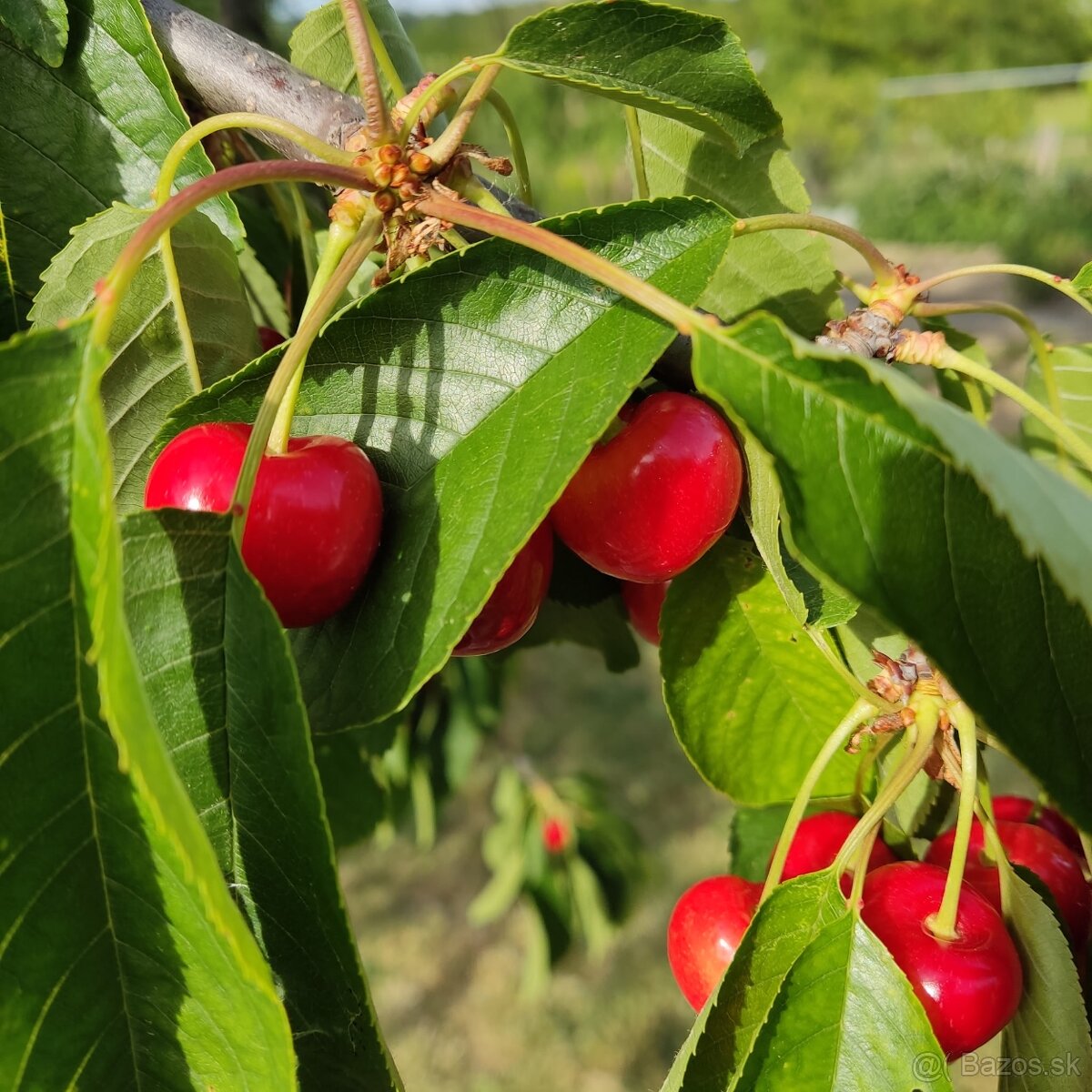 🍒🍒čerešne 🍒🍒 - 8