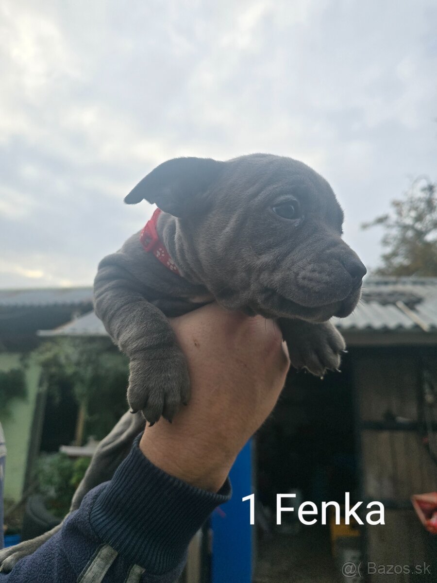 American bully pocket - 8