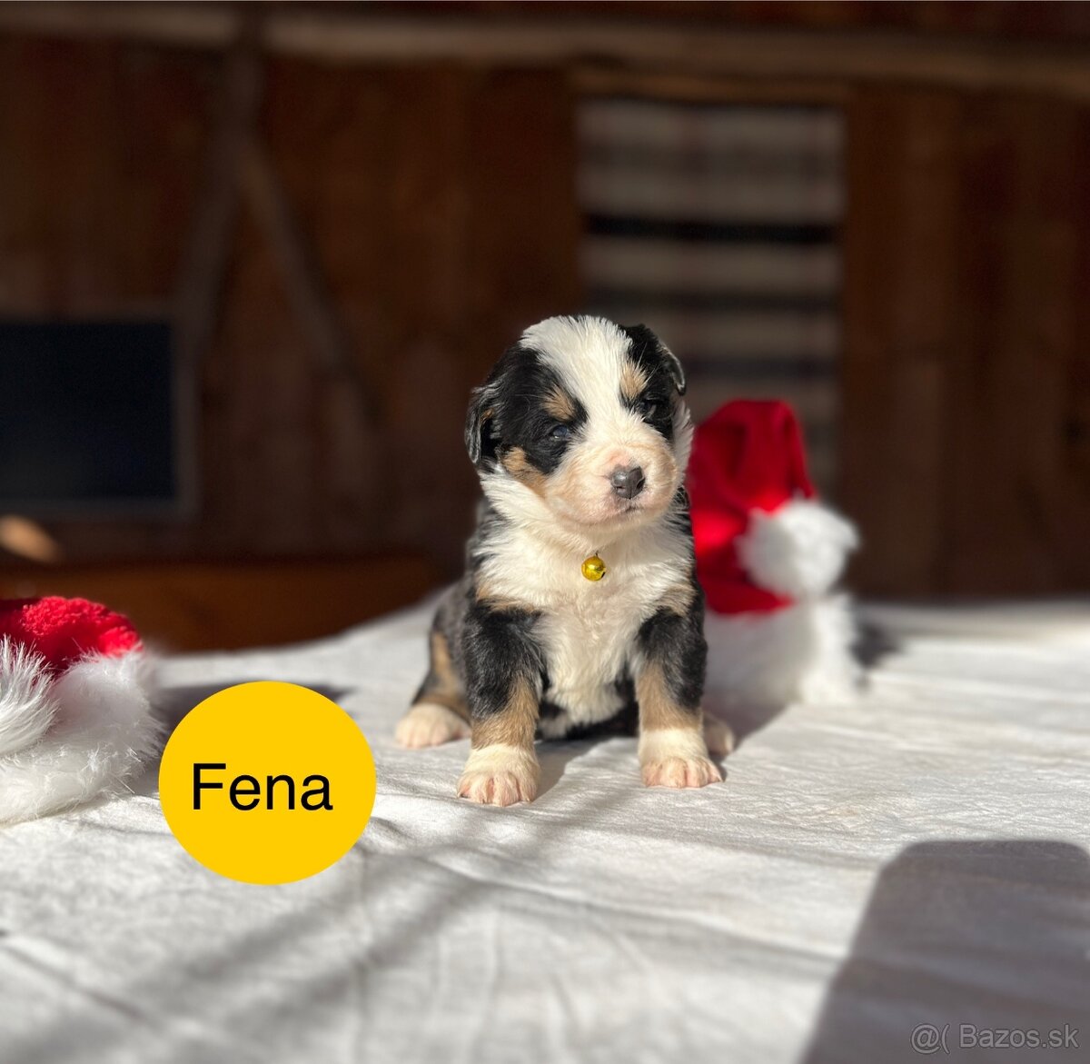 Bernský salašnícky pes - 8