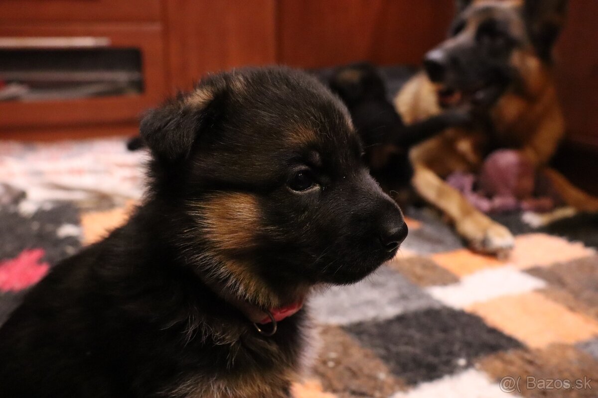 NĚMECKÝ OVČÁK S PP - 8