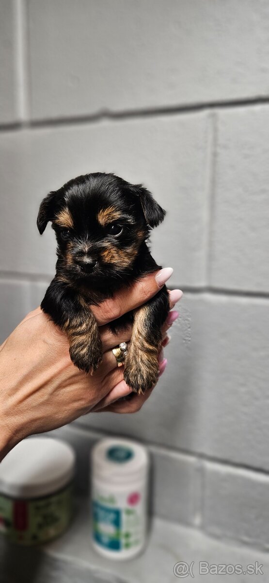 Predám šteniatka Yorkshire teriera - 8